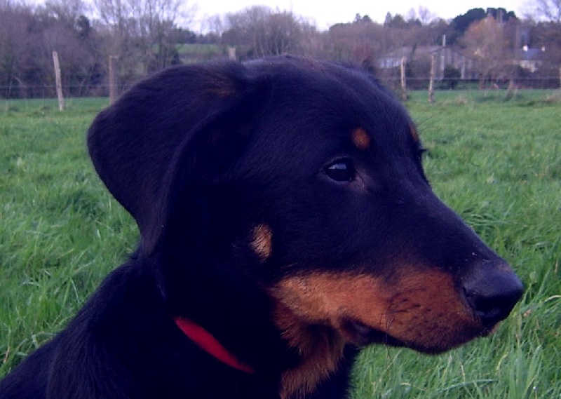 Publication : du Bois de Serval Auteur : aurélia vaillant