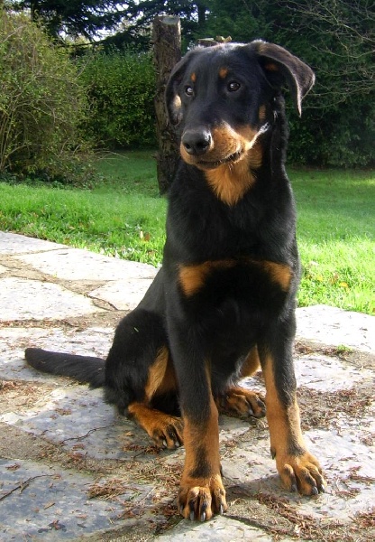 Publication : du Bois de Serval Auteur : aurélia vaillant