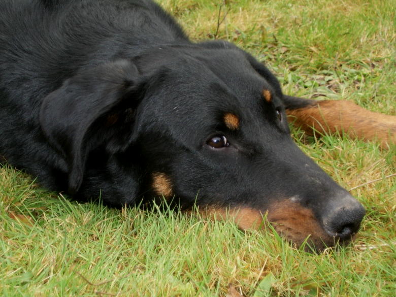 Publication : du Bois de Serval Auteur : aurélia vaillant