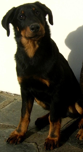 Publication : du Bois de Serval Auteur : aurélia vaillant