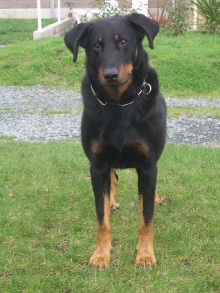 Publication : du Bois de Serval Auteur : aurélia vaillant