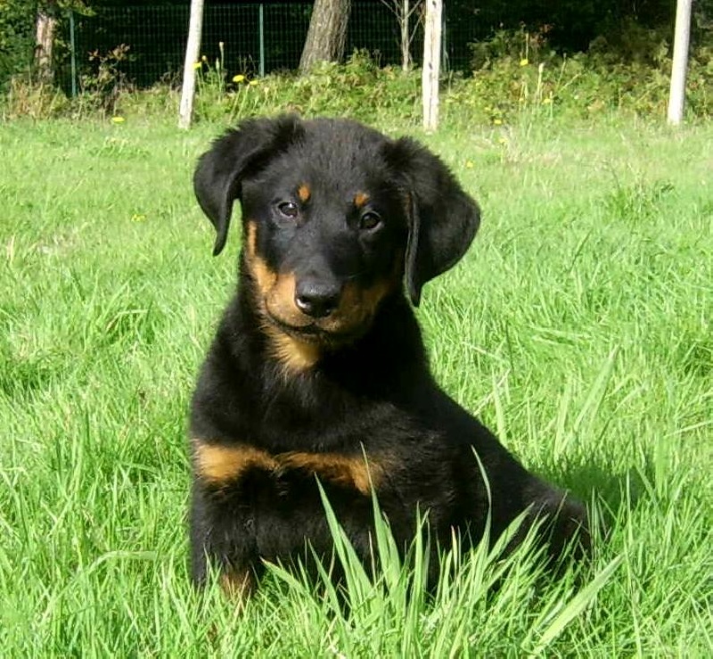 Publication : du Bois de Serval Auteur : aurélia vaillant