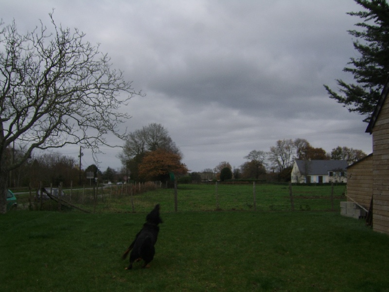 Publication : du Bois de Serval Auteur : aurélia vaillant