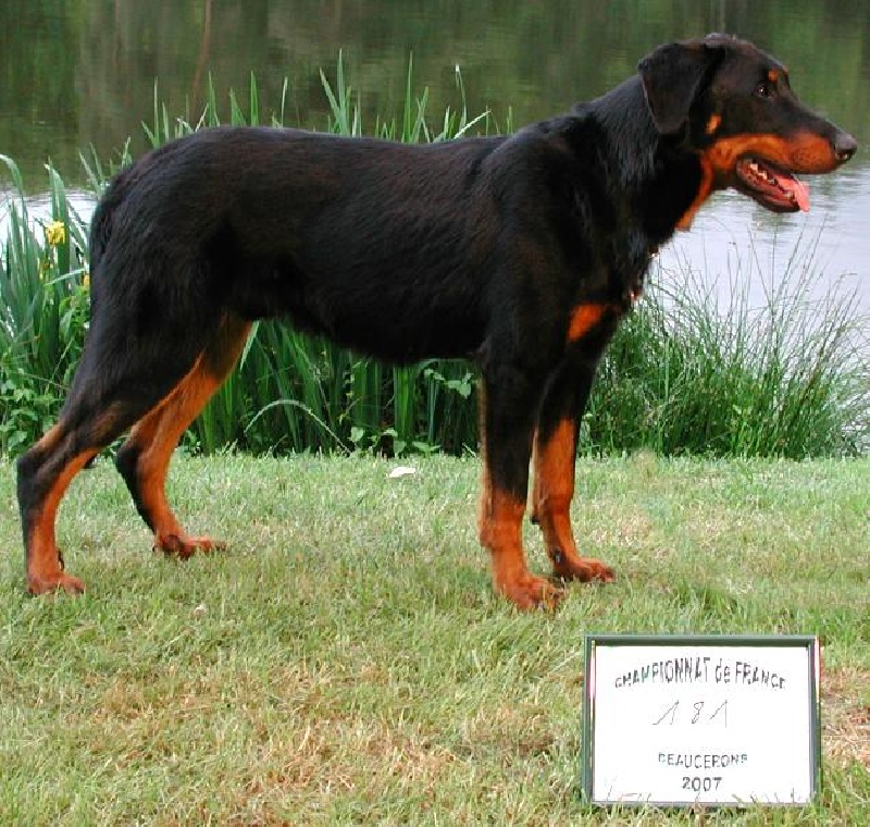 Publication : du Bois de Serval Auteur : aurélia vaillant