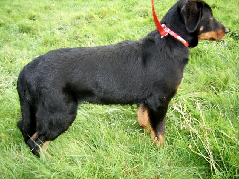 Publication : du Bois de Serval Auteur : aurélia vaillant