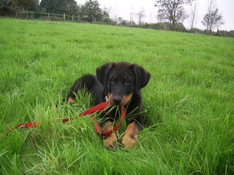 Publication : du Bois de Serval Auteur : aurélia vaillant