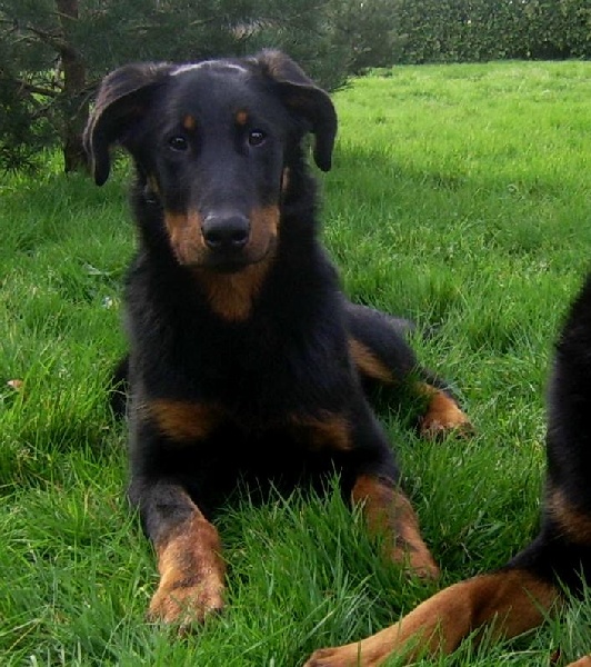 Publication : du Bois de Serval Auteur : aurélia vaillant