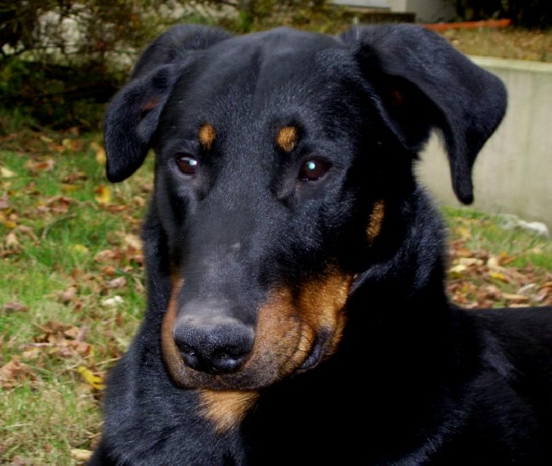 Publication : du Bois de Serval Auteur : aurélia vaillant