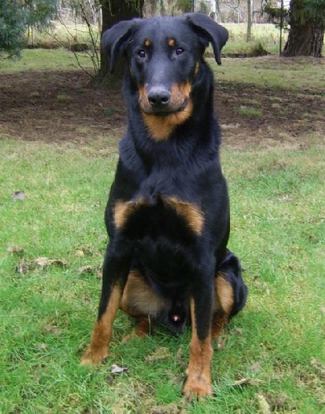 Publication : du Bois de Serval Auteur : aurélia vaillant