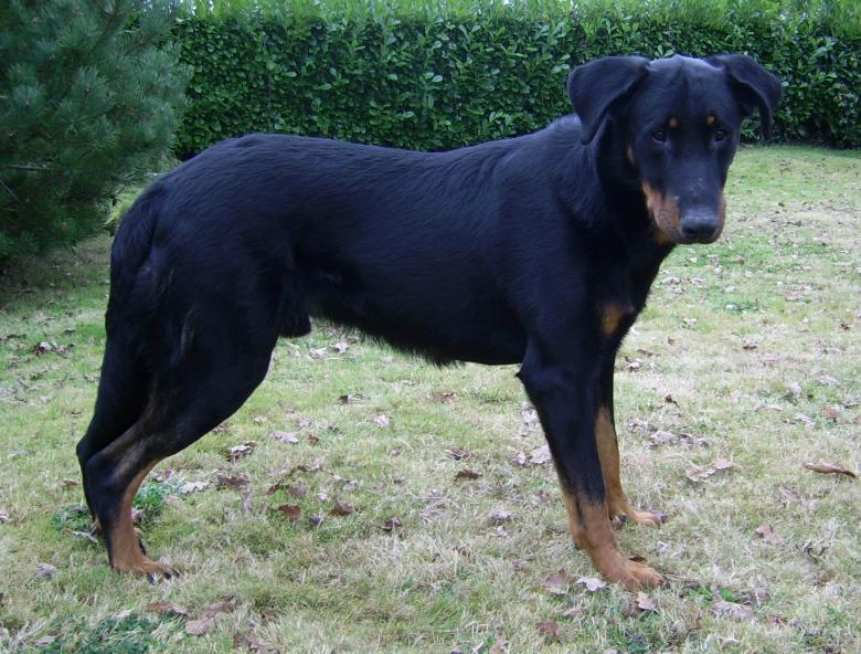 Publication : du Bois de Serval Auteur : aurélia vaillant