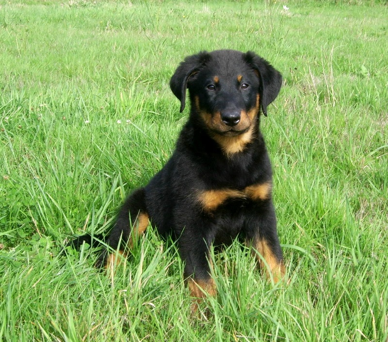 Publication : du Bois de Serval Auteur : aurélia vaillant