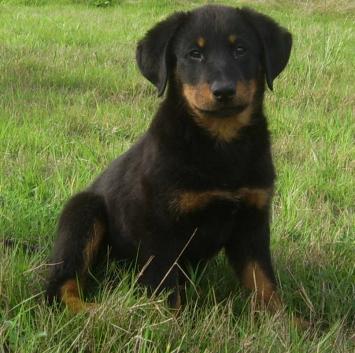 Publication : du Bois de Serval Auteur : aurélia vaillant