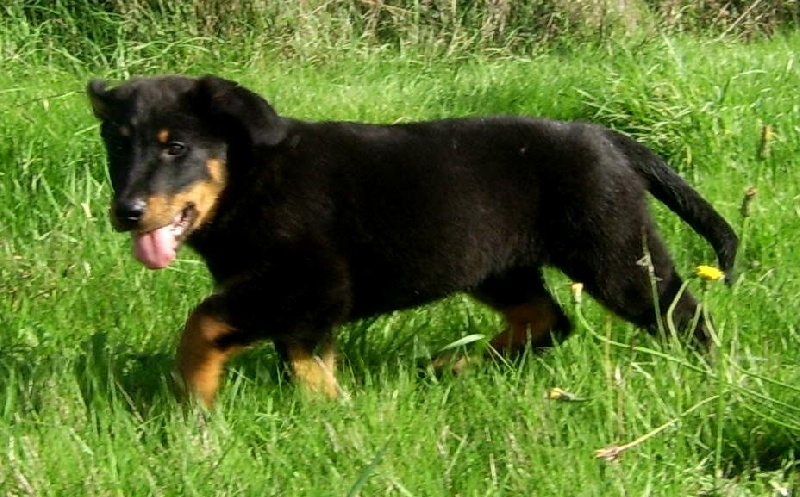 Publication : du Bois de Serval Auteur : aurélia vaillant