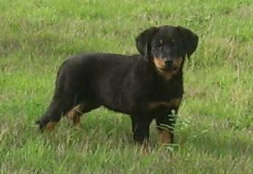 Publication : du Bois de Serval Auteur : aurélia vaillant