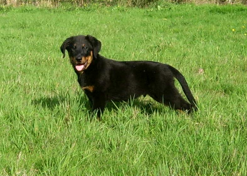 Publication : du Bois de Serval Auteur : aurélia vaillant