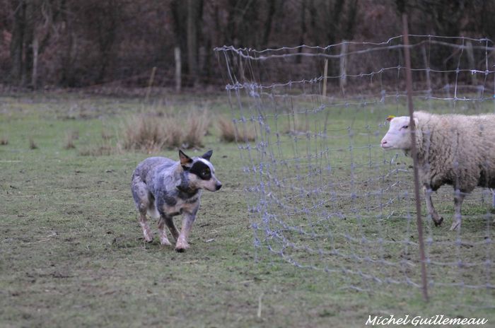 Chinook du Clos des Capitelles