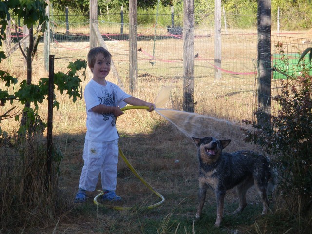Chinook du Clos des Capitelles