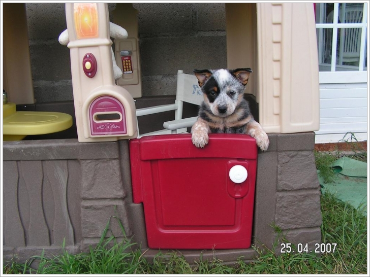 Chinook du Clos des Capitelles