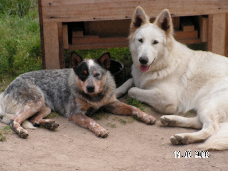 Chinook du Clos des Capitelles