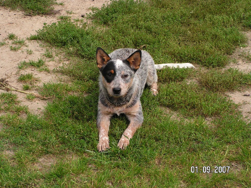 Chinook du Clos des Capitelles
