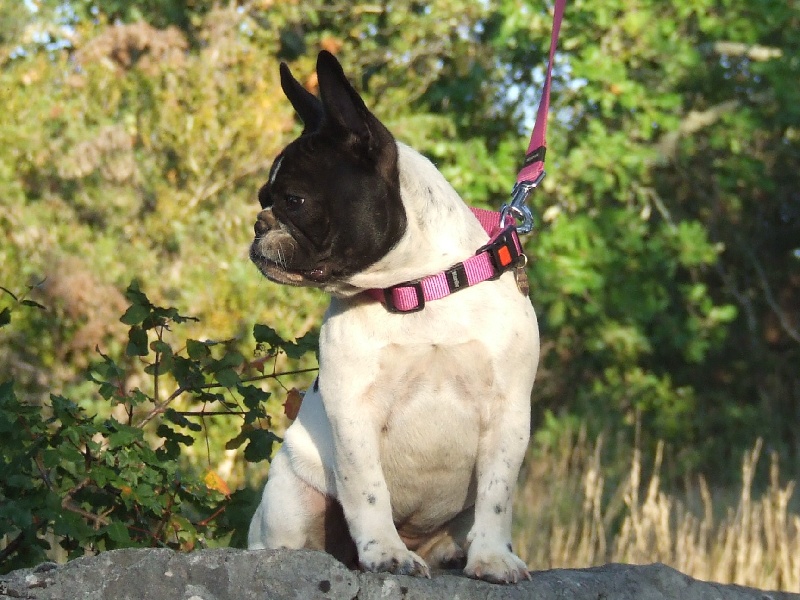 Publication : des petites truffes joyeuses Auteur : Des petites truffes joyeuses