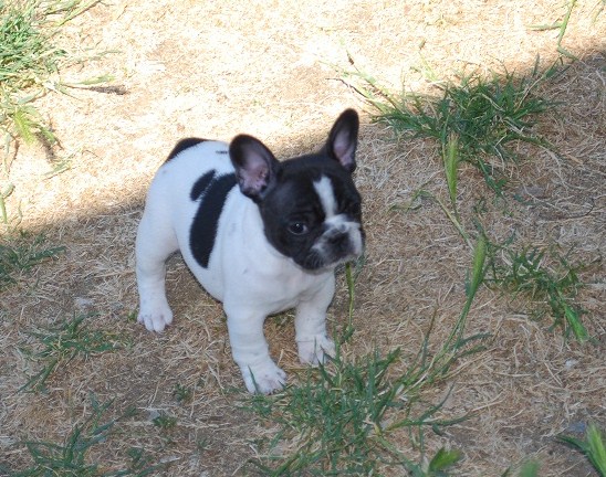 Publication : des petites truffes joyeuses Auteur : Des petites truffes joyeuses