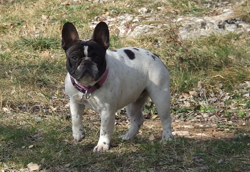 Publication : des petites truffes joyeuses Auteur : Des petites truffes joyeuses