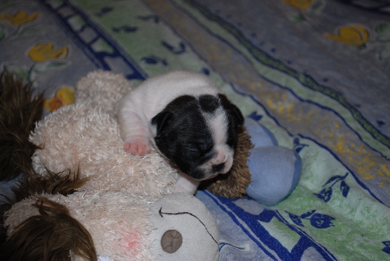 Publication : des petites truffes joyeuses Auteur : Des petites truffes joyeuses