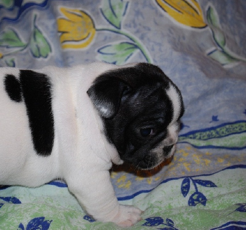 Publication : des petites truffes joyeuses Auteur : Des petites truffes joyeuses