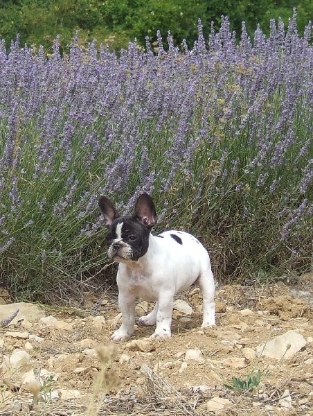 Publication : des petites truffes joyeuses Auteur : Des petites truffes joyeuses