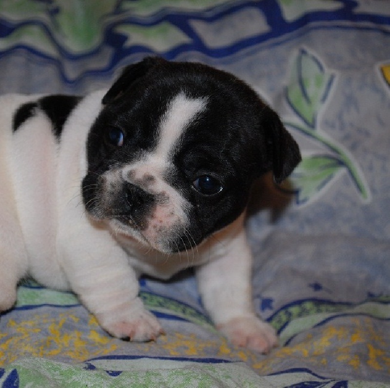 Publication : des petites truffes joyeuses Auteur : Des petites truffes joyeuses