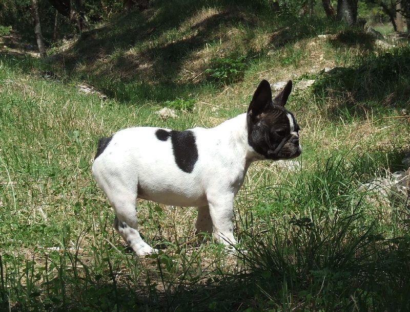 Publication : des petites truffes joyeuses Auteur : Des petites truffes joyeuses