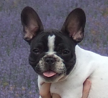 Publication : des petites truffes joyeuses Auteur : Des petites truffes joyeuses