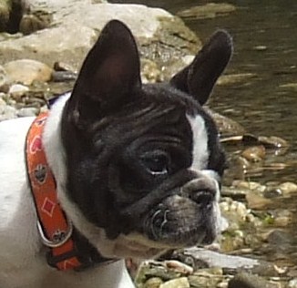 Publication : des petites truffes joyeuses Auteur : Des petites truffes joyeuses