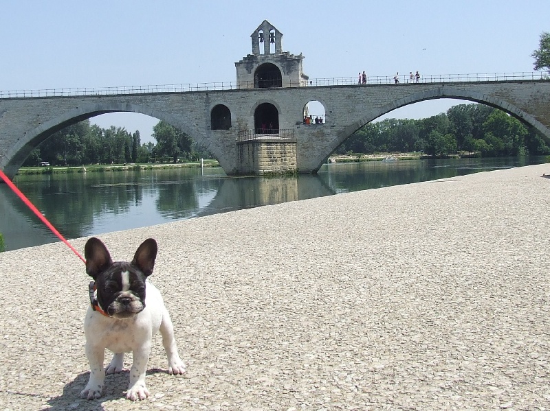 Publication : des petites truffes joyeuses Auteur : Des petites truffes joyeuses