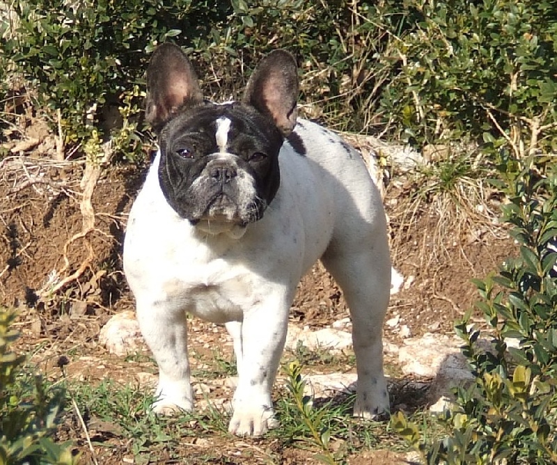 Publication : des petites truffes joyeuses Auteur : Des petites truffes joyeuses