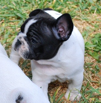 Publication : des petites truffes joyeuses Auteur : Des petites truffes joyeuses