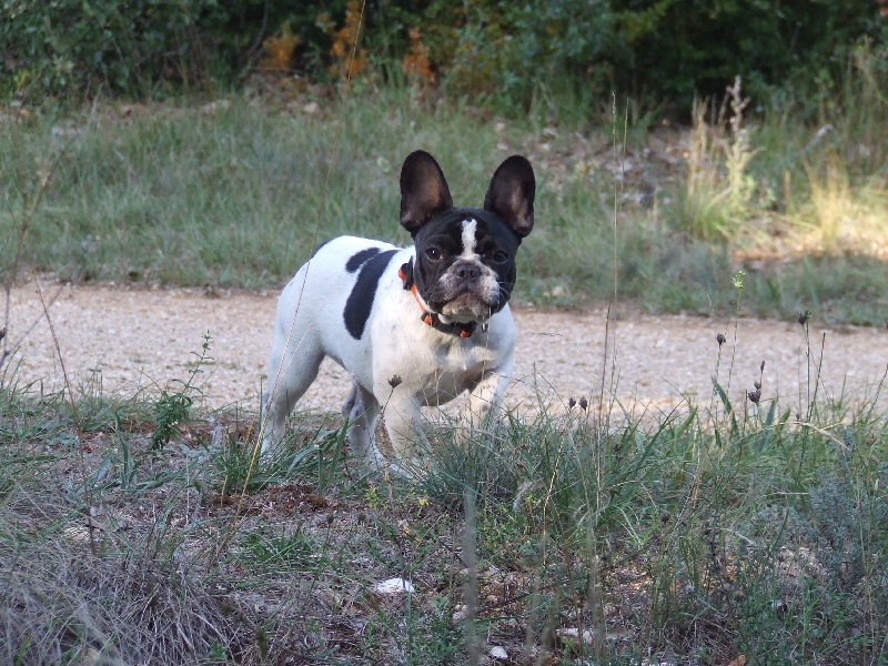 Publication : des petites truffes joyeuses Auteur : Des petites truffes joyeuses