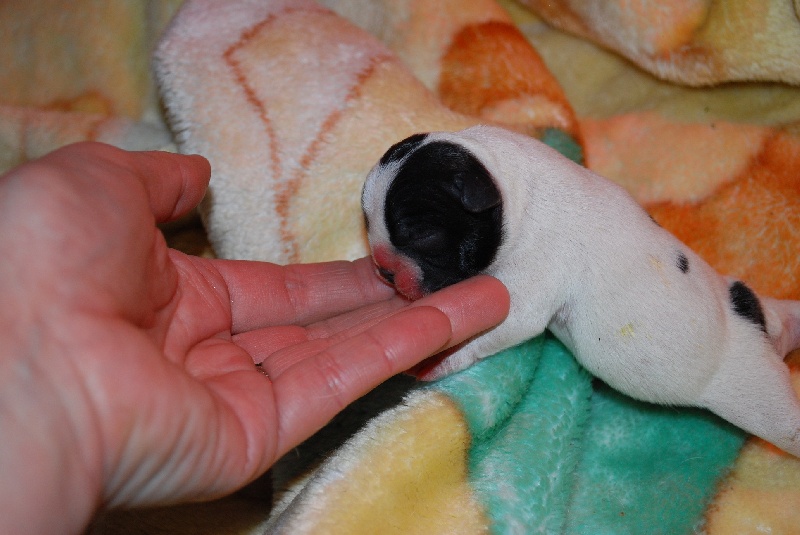 Publication : des petites truffes joyeuses Auteur : Des petites truffes joyeuses