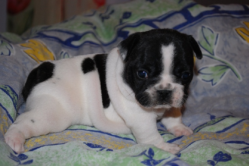 Publication : des petites truffes joyeuses Auteur : Des petites truffes joyeuses