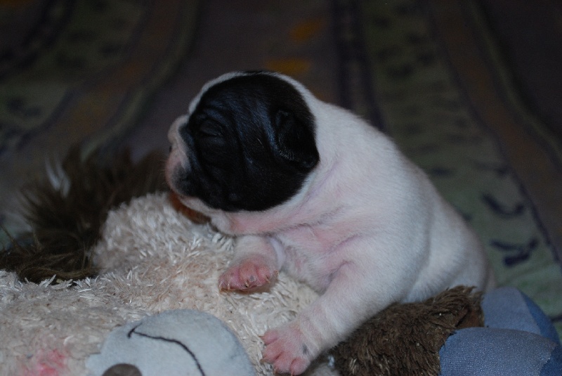 Publication : des petites truffes joyeuses Auteur : Des petites truffes joyeuses