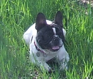 Publication : des petites truffes joyeuses Auteur : Des petites truffes joyeuses