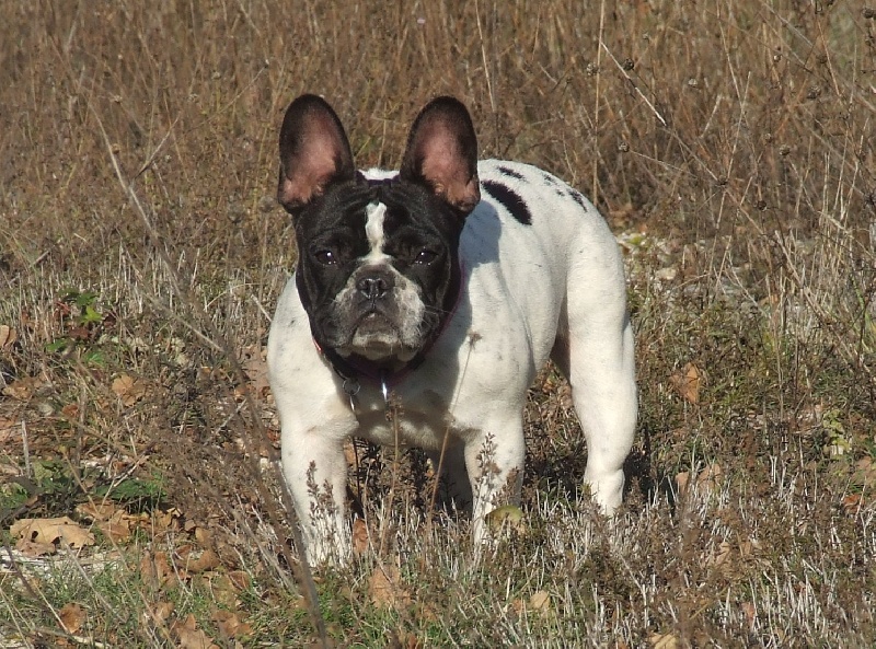 Publication : des petites truffes joyeuses Auteur : Des petites truffes joyeuses