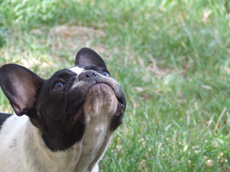 Publication : des petites truffes joyeuses Auteur : Des petites truffes joyeuses