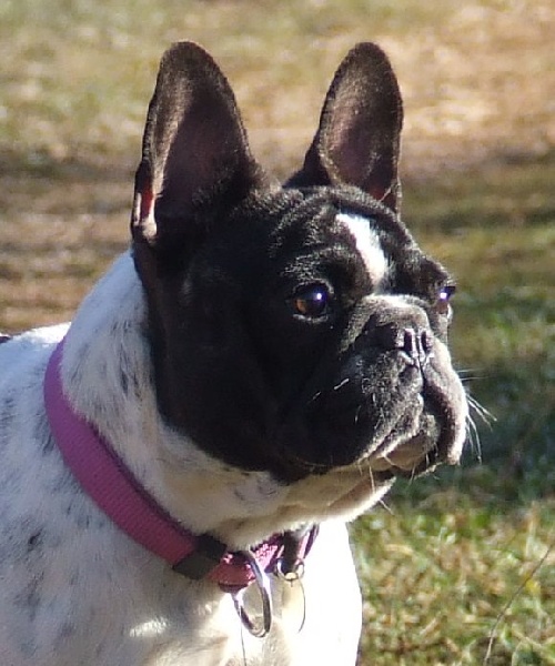 Publication : des petites truffes joyeuses Auteur : Des petites truffes joyeuses