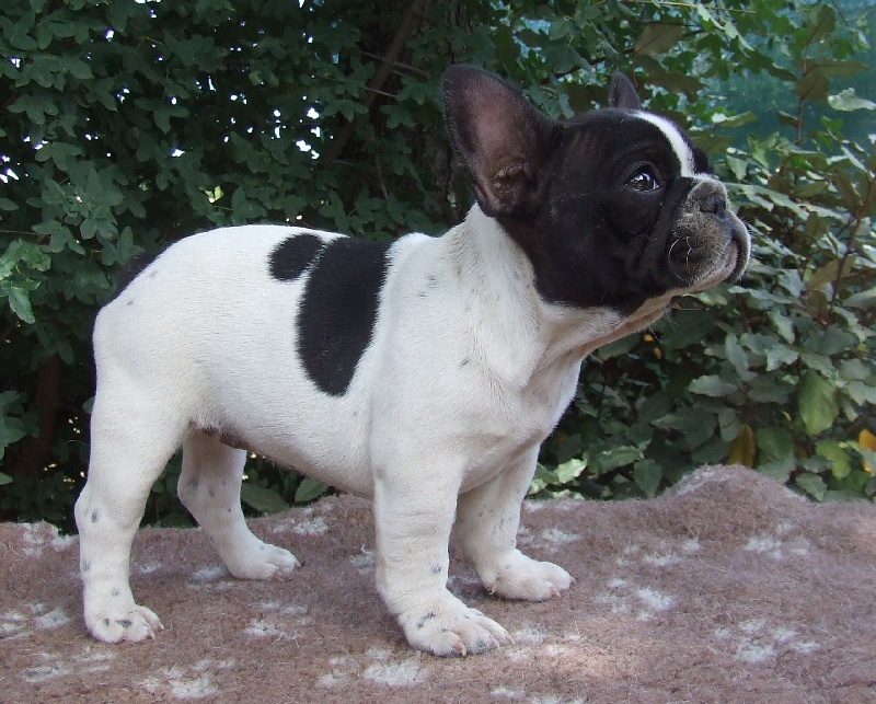 Publication : des petites truffes joyeuses Auteur : Des petites truffes joyeuses