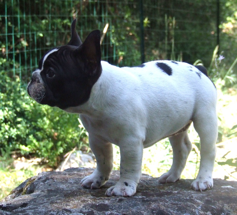 Publication : des petites truffes joyeuses Auteur : Des petites truffes joyeuses