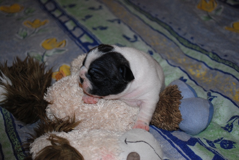 Publication : des petites truffes joyeuses Auteur : Des petites truffes joyeuses