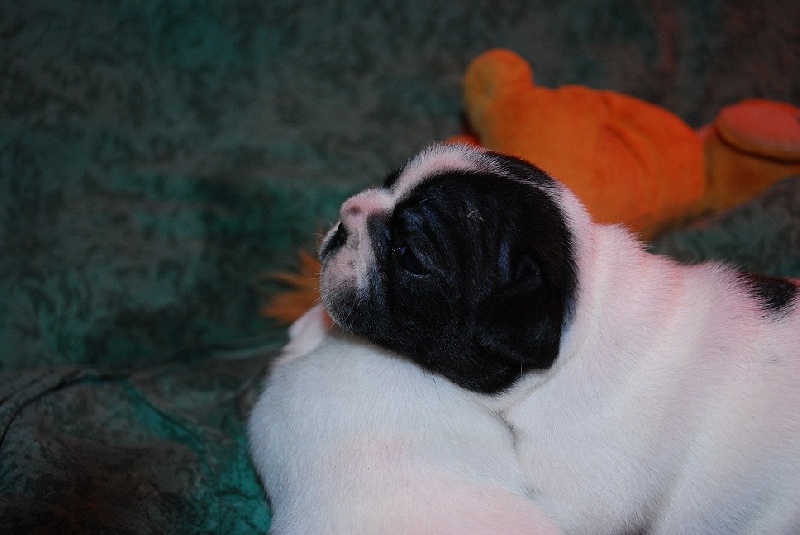 Publication : des petites truffes joyeuses Auteur : Des petites truffes joyeuses