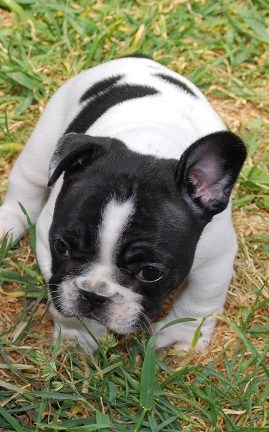 Publication : des petites truffes joyeuses Auteur : Des petites truffes joyeuses